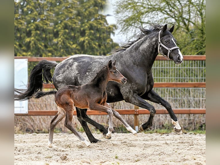 Hannoveraner Stute Fohlen (03/2026) 170 cm  in Königslutter am Elm