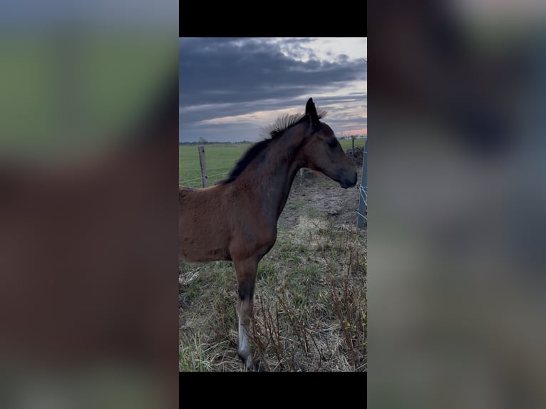Hannoveraner Stute Fohlen (06/2026) 170 cm Dunkelbrauner in Esens