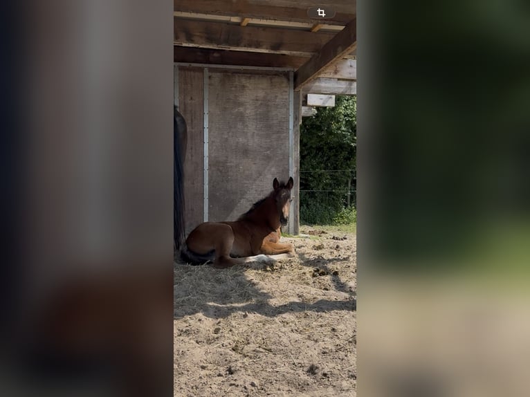 Hannoveraner Stute Fohlen (06/2026) 170 cm Dunkelbrauner in Esens