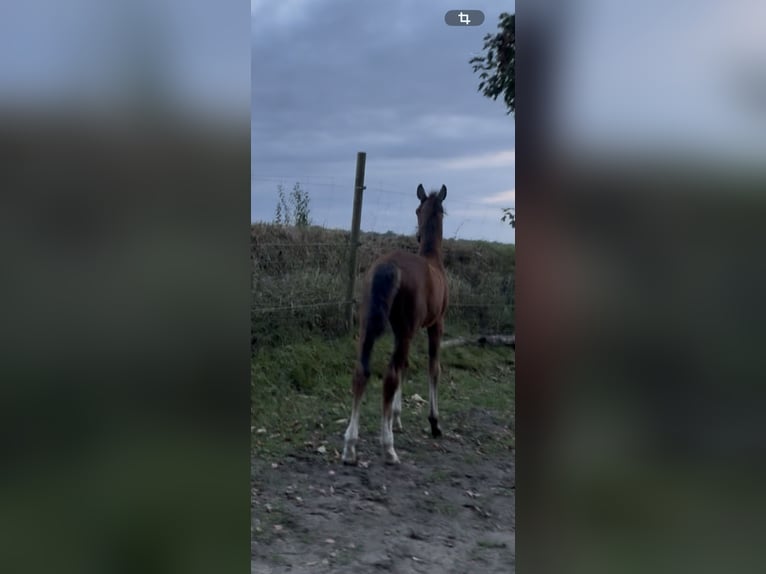 Hannoveraner Stute Fohlen (06/2026) 170 cm Dunkelbrauner in Esens