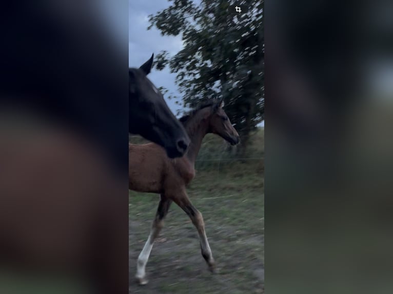 Hannoveraner Stute Fohlen (06/2026) 170 cm Dunkelbrauner in Esens