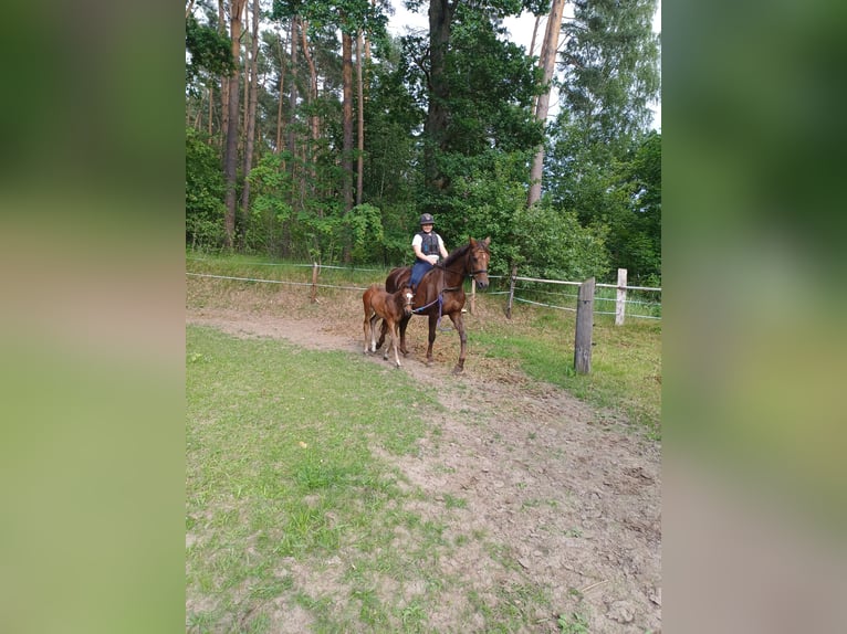 Hannoveraner Stute Fohlen (05/2026) 170 cm Dunkelbrauner in Gusborn
