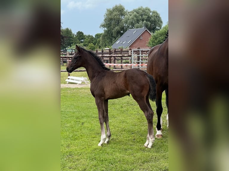 Hannoveraner Stute  170 cm Dunkelbrauner in Lilienthal