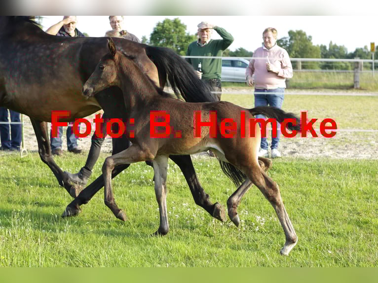 Hannoveraner Stute Fohlen (05/2025) 170 cm Dunkelbrauner in Trebel