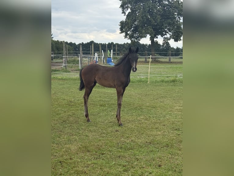 Hannoveraner Stute Fohlen (05/2025) 170 cm Dunkelbrauner in Trebel
