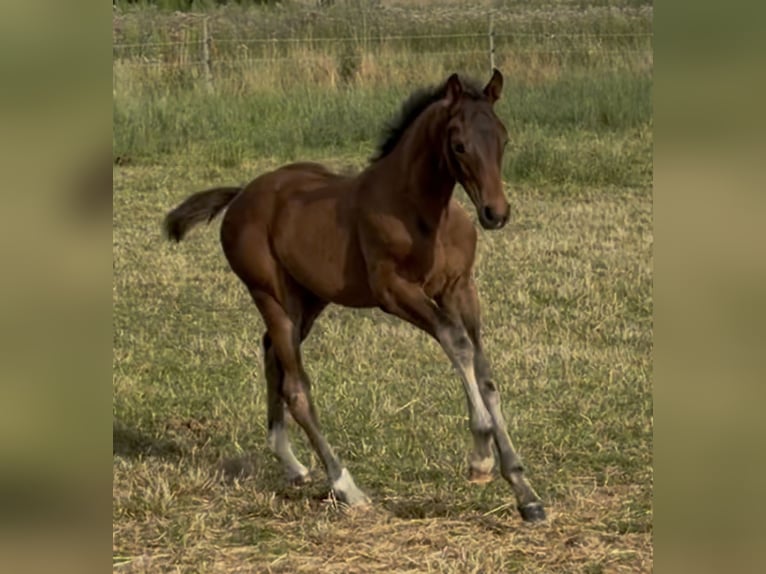 Hannoveraner Stute Fohlen (04/2026) 170 cm Dunkelbrauner in Velpke