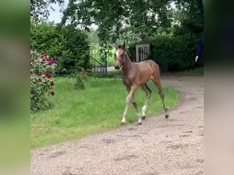 Hannoveraner Stute  170 cm Dunkelbrauner in Wietzendorf