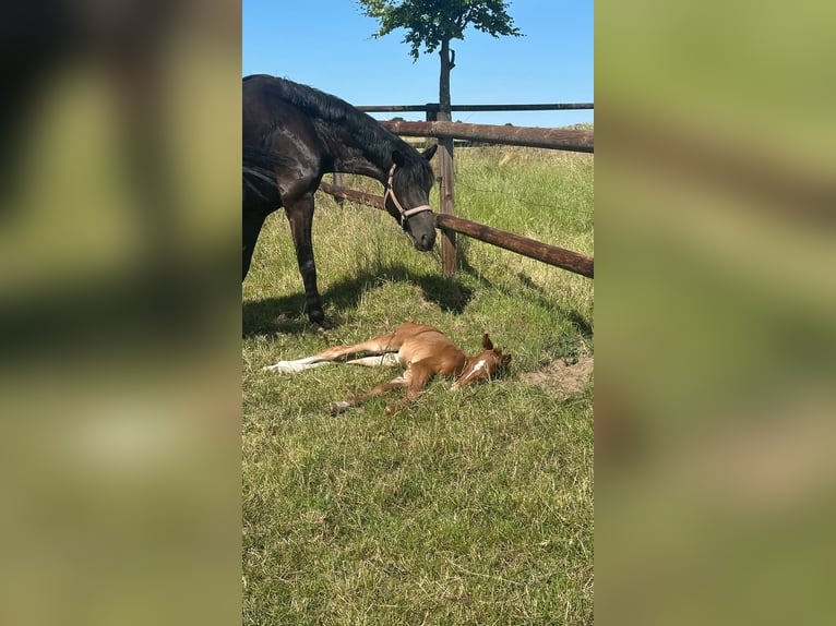 Hannoveraner Stute Fohlen (06/2025) 170 cm Dunkelfuchs in Herten