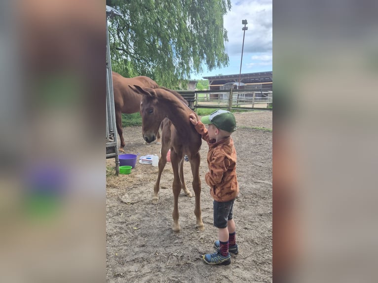 Hannoveraner Stute Fohlen (05/2026) 170 cm Fuchs in Varel