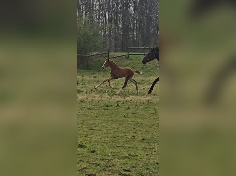 Hannoveraner Stute  170 cm Fuchs in Niederlangen