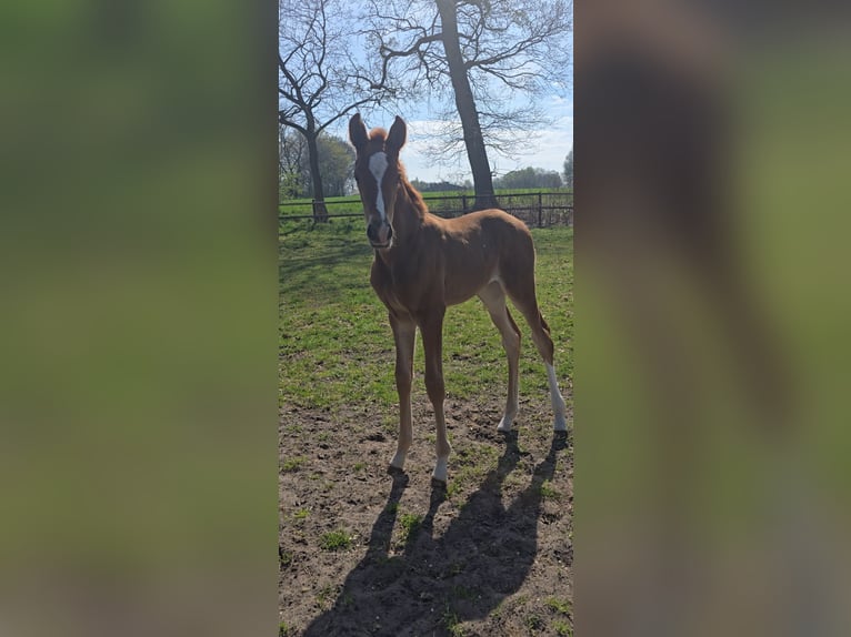 Hannoveraner Stute  170 cm Fuchs in Niederlangen