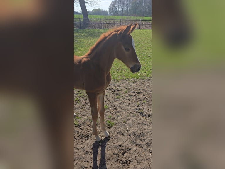 Hannoveraner Stute  170 cm Fuchs in Niederlangen