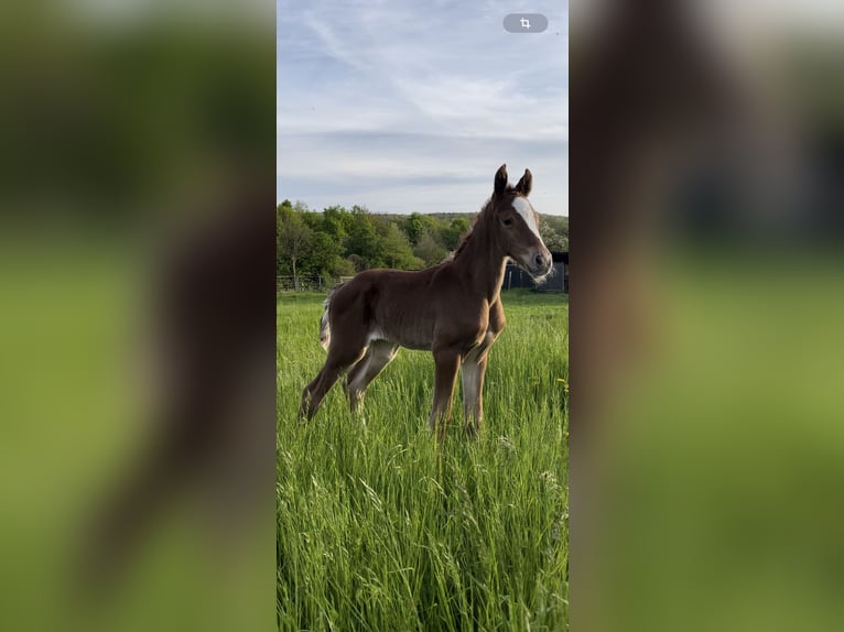 Hannoveraner Stute  170 cm Fuchs in Burgdorf