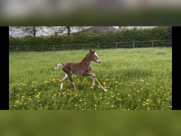 Hannoveraner Stute  170 cm Fuchs in Burgdorf