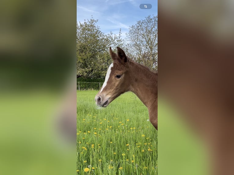 Hannoveraner Stute  170 cm Fuchs in Burgdorf