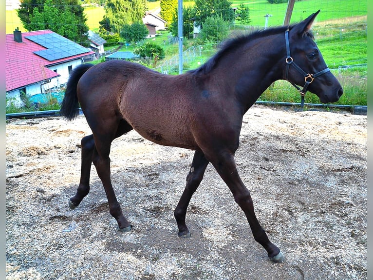 Hannoveraner Stute Fohlen (04/2025) 170 cm Rappe in Achslach