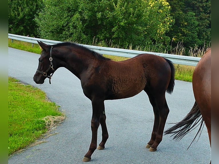 Hannoveraner Stute Fohlen (04/2025) 170 cm Rappe in Achslach