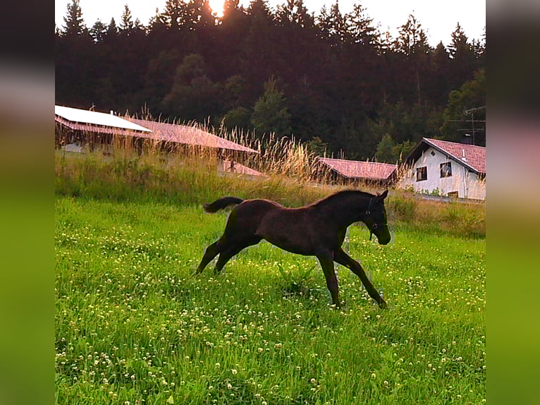Hannoveraner Stute Fohlen (04/2025) 170 cm Rappe in Achslach
