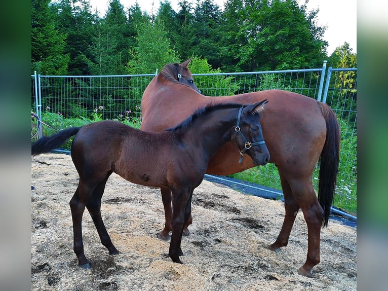 Hannoveraner Stute Fohlen (04/2025) 170 cm Rappe in Achslach