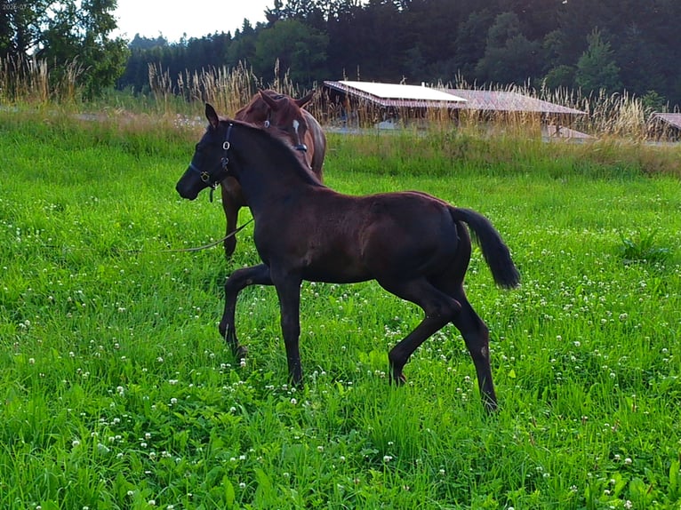 Hannoveraner Stute Fohlen (04/2025) 170 cm Rappe in Achslach