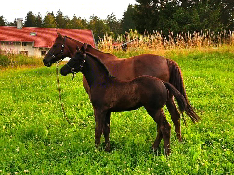 Hannoveraner Stute Fohlen (04/2025) 170 cm Rappe in Achslach
