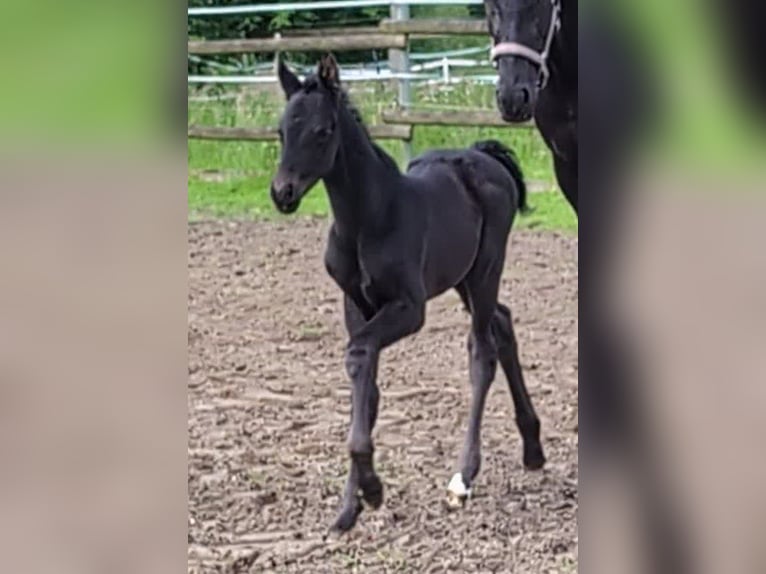 Hannoveraner Stute Fohlen (06/2024) 170 cm Rappe in Rosengarten