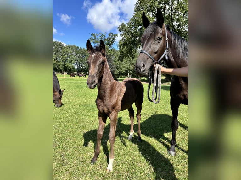 Hannoveraner Stute Fohlen (05/2024) 170 cm Rappe in Sögel