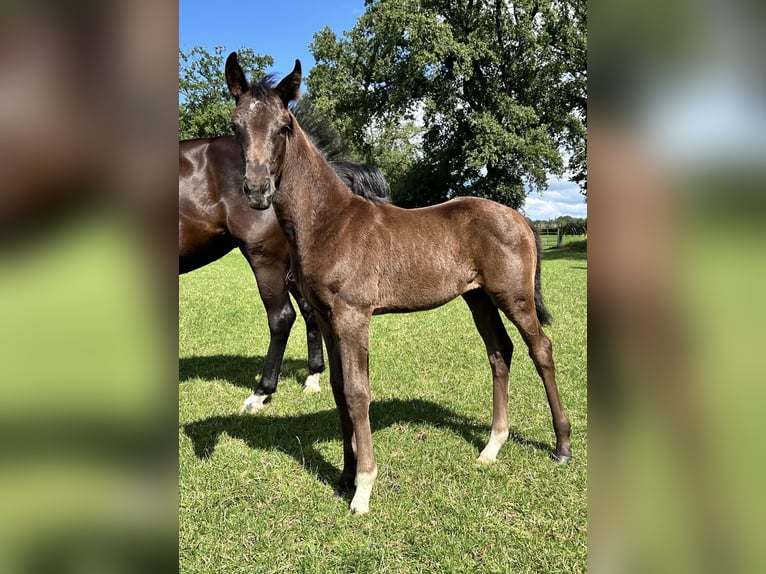 Hannoveraner Stute Fohlen (05/2024) 170 cm Rappe in Sögel