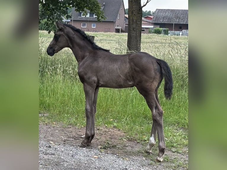Hannoveraner Stute  170 cm Rappe in Neustadt am R&#xFC;benberge