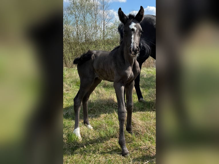 Hannoveraner Stute  170 cm Rappe in Neustadt am R&#xFC;benberge