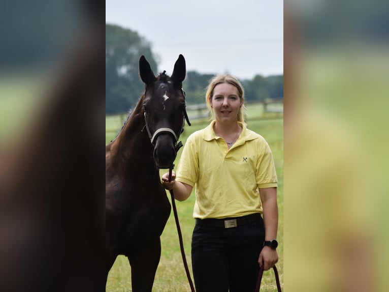 Hannoveraner Stute Fohlen (03/2026) 170 cm Rappe in Westerstede