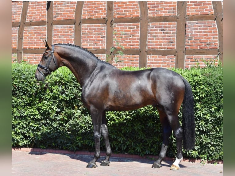 Hannoveraner Stute Fohlen (05/2025) 170 cm Schwarzbrauner in Krak&#xF3;w
