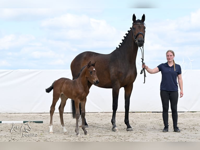 Hannoveraner Stute Fohlen (05/2026) 172 cm Brauner in Königslutter am Elm