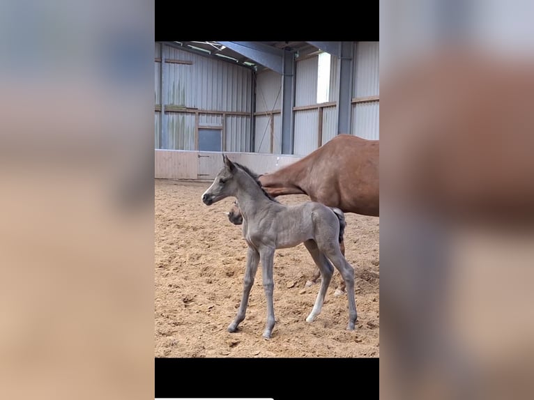 Hannoveraner Stute  172 cm Rappe in Spahnharrenstätte