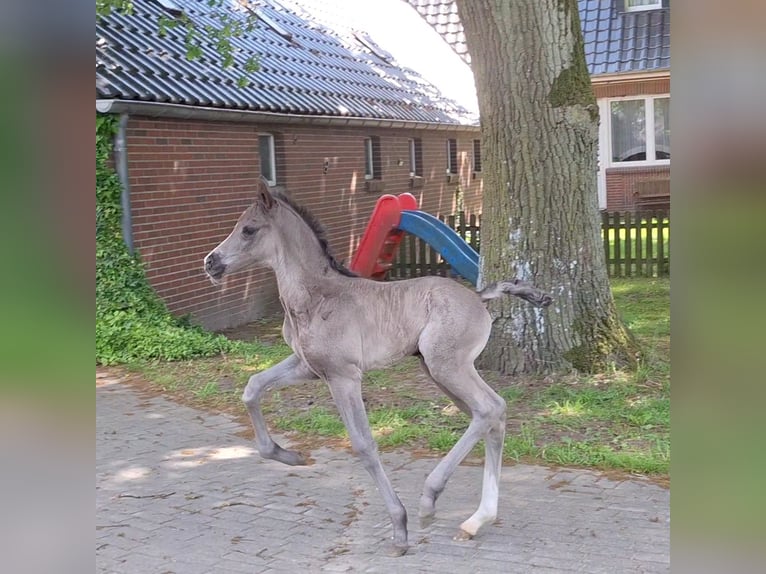 Hannoveraner Stute  172 cm Rappe in Spahnharrenstätte