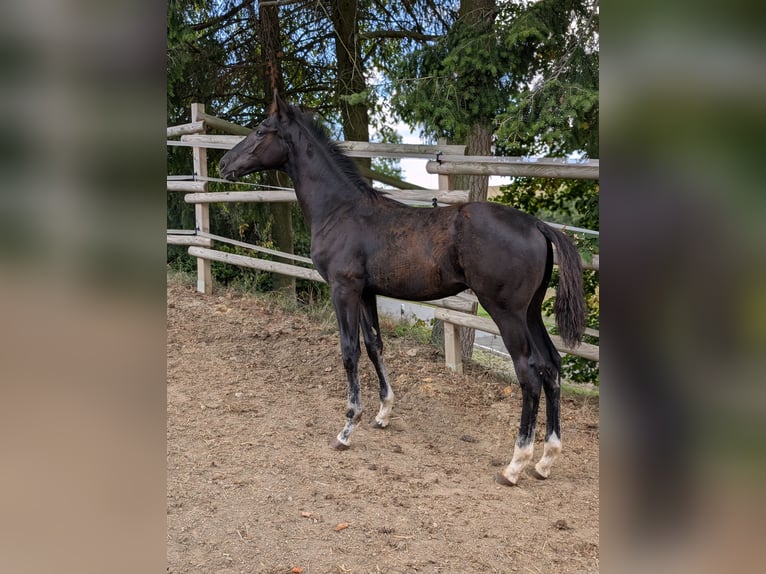 Hannoveraner Stute Fohlen (04/2025) 172 cm Rappe in Herren-Sulzbach