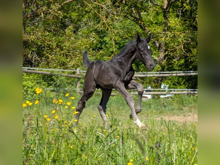 Hannoveraner Stute Fohlen (04/2025) 172 cm Rappe in Herren-Sulzbach