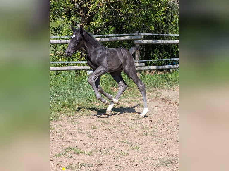 Hannoveraner Stute Fohlen (04/2025) 172 cm Rappe in Herren-Sulzbach