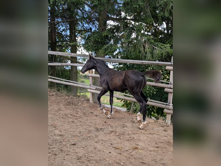 Hannoveraner Stute Fohlen (04/2025) 172 cm Rappe in Herren-Sulzbach