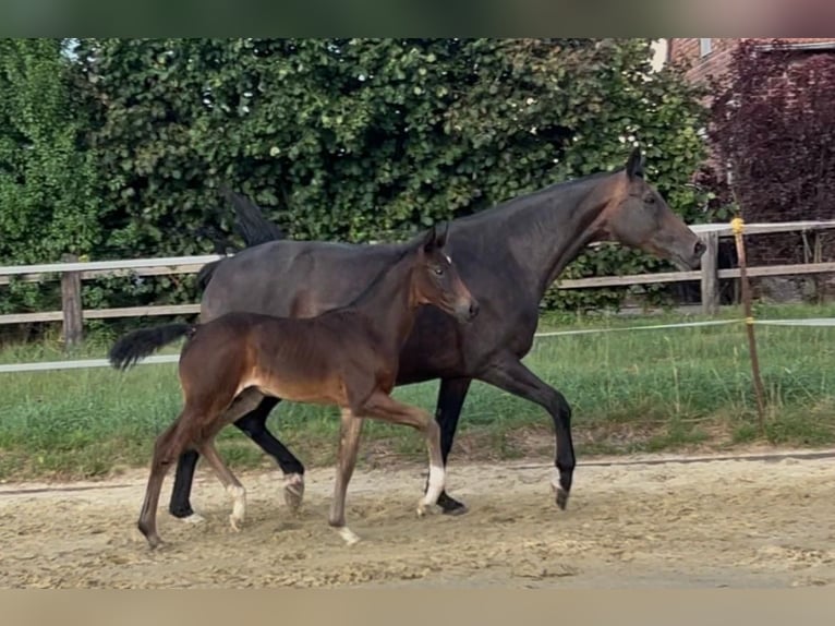 Hannoveraner Stute Fohlen (06/2026) 172 cm Rappe in Melle