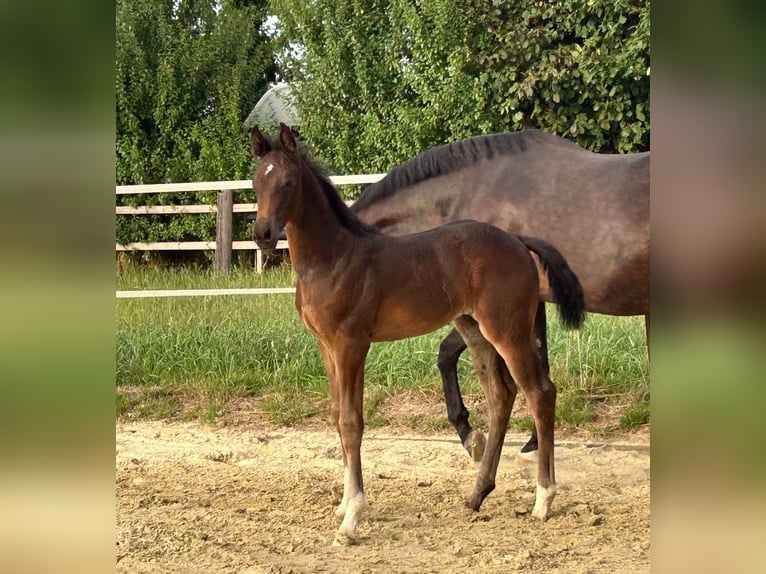 Hannoveraner Stute Fohlen (06/2026) 172 cm Rappe in Melle