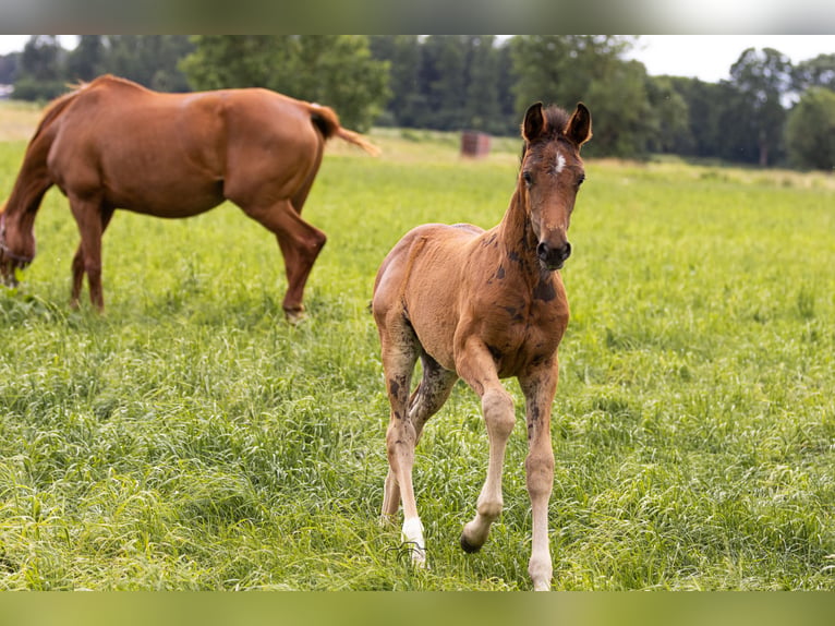 Hannoveraner Stute Fohlen (05/2026) 173 cm Brauner in Lastrup
