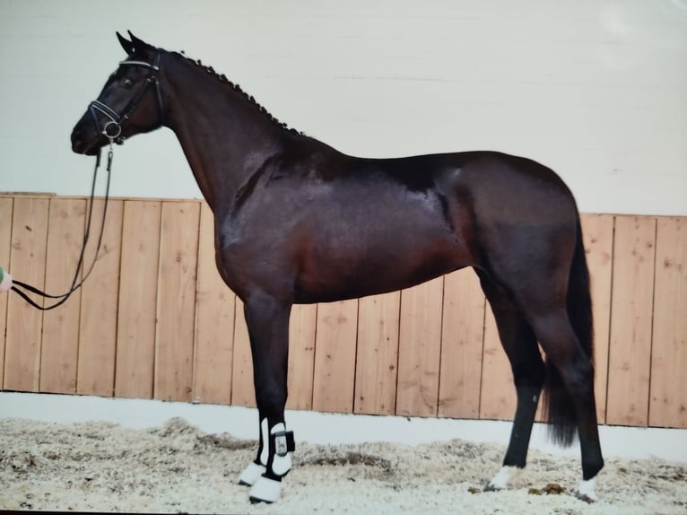 Hannoveraner Stute Fohlen (03/2026) 173 cm Rappe in Hinte