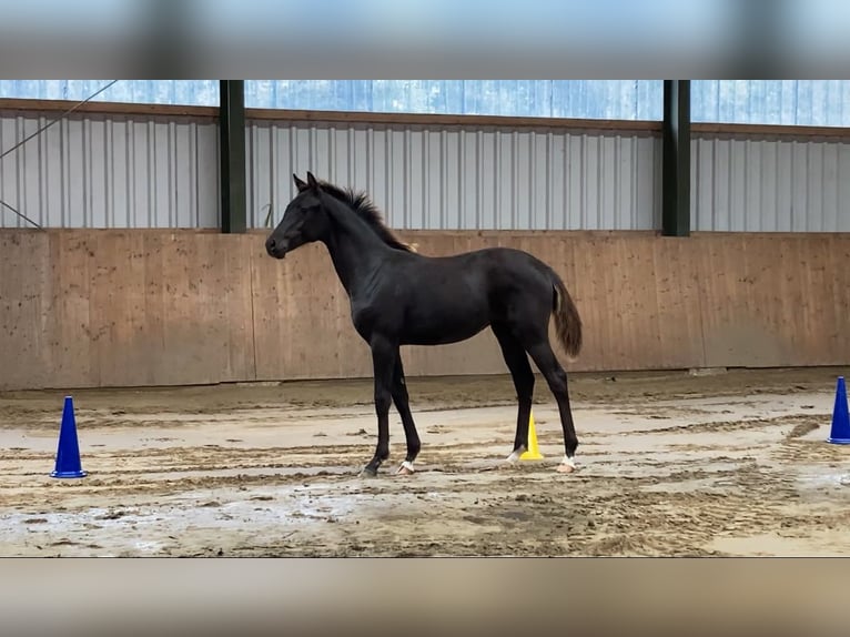 Hannoveraner Stute Fohlen (03/2026) 173 cm Rappe in Hinte