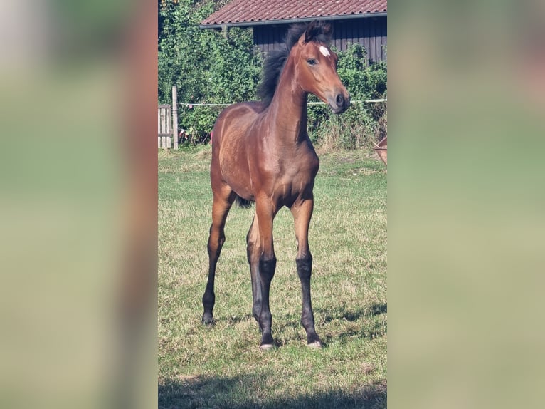 Hannoveraner Stute Fohlen (04/2025) Brauner in Ahlerstedt