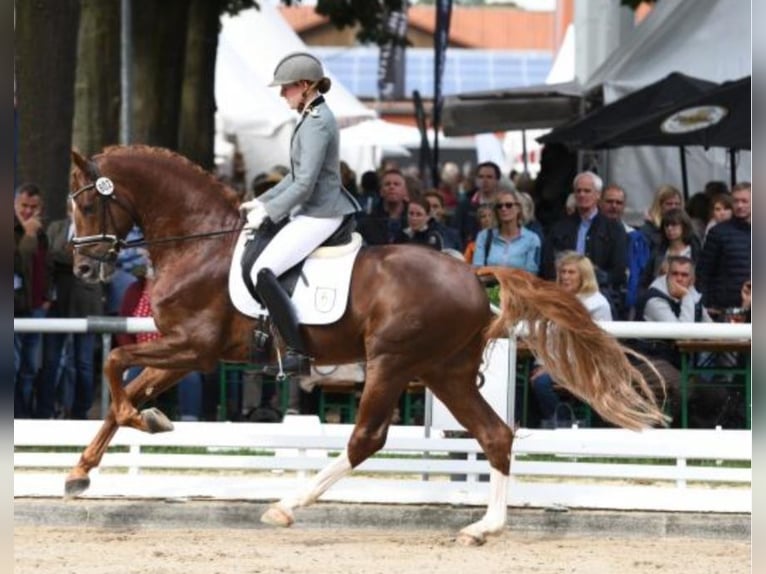 Hannoveraner Stute Fohlen (04/2025) Brauner in Ahlerstedt