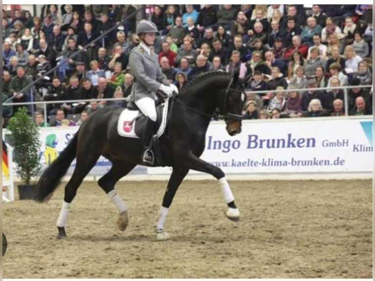 Hannoveraner Stute Fohlen (04/2025) Brauner in Ahlerstedt