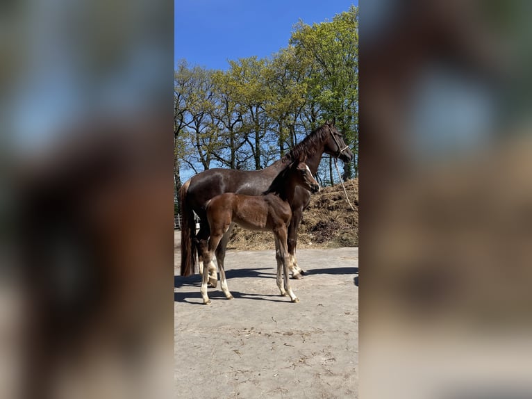 Hannoveraner Stute  Brauner in Cuxhaven