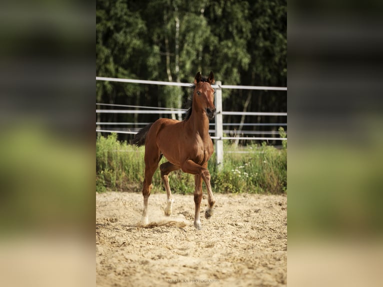 Hannoveraner Stute Fohlen (06/2025) Brauner in k&#x105;ty-wielgi