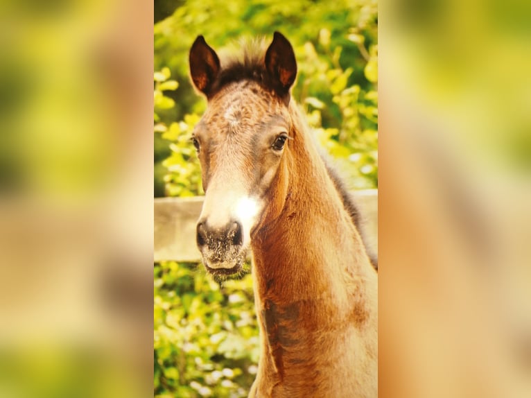 Hannoveraner Stute Fohlen (05/2025) Brauner in Neuenkirchen